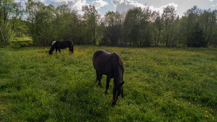 Horses in meadow with flowers eating grass, blue skies with clouds 