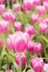 Obraz premium pink tulip flowers garden , tulip blooming blossom in the garden
