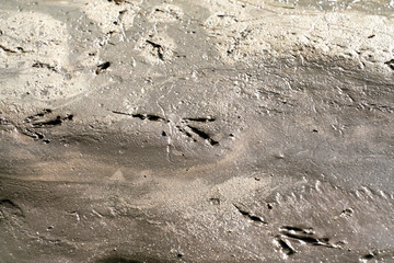 Spuren von Vogelfüssen in matschigem Sandboden in der Nähe einer Pfütze