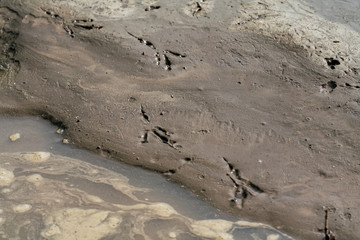 Fussabdrücke von Vögeln in matschigem Sandboden