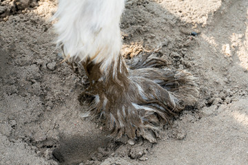 Sehr schmutzige Hundepfote voller Matsch an einem weißen Hund