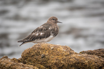 The Black Turnstone (Arenaria melanocephala) is a shorebird inhabiting the Pacific Coast from Alaska to Baja California. This bird was sighted  Asilomar Beach in Pacific Grove