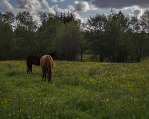 Horses in meadow with flowers eating grass, blue skies with clouds 