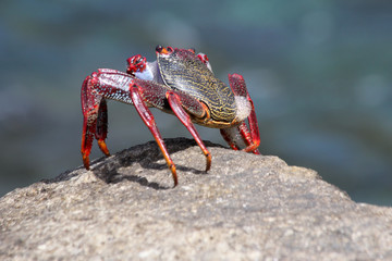 rote_Klippenkrabbe