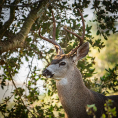 A Columbian Black-tailed deer buck (Odocoileus hemionus) peeks its head out from a shaded coastal live oak tree in Monterey, California.The black-tail is a type of mule deer of the Pacific Northwest.  - obrazy, fototapety, plakaty