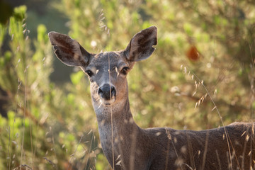 A Columbian Black-tailed deer doe (Odocoileus hemionus) in the hills of Monterey, California. The black-tail is a type of mule deer of the Pacific Northwest.  - obrazy, fototapety, plakaty