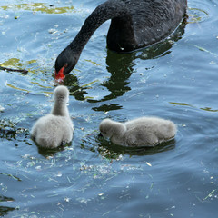 Black swan with chicks. Animal wildlife
