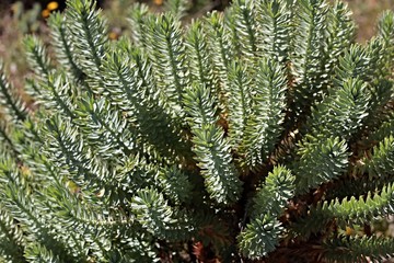 Euforbia