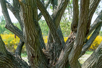 Old magical fairy tree with several trunks