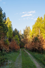 Burnt young pines during bottom fire. Spring Forest.