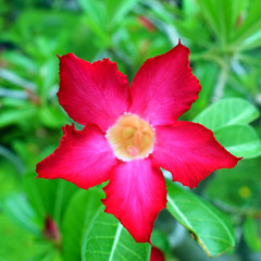 Tropical pink flower.