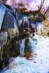 Icicles inside of the forest