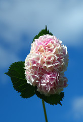 Pink hydragena against blue cloudy soft sky