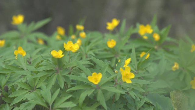 Very beautiful Yellow wood anemone (Anemone ranunculoides) bloom in the deciduous forest. Spring primrose