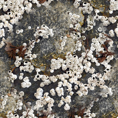 Seamless surface texture of coastal cliffs in shells. Natural background. Seamless photo texture.