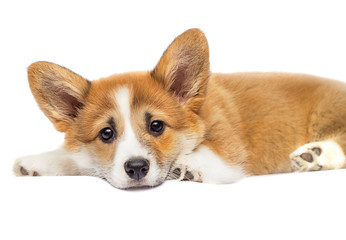 cute puppy looks on a white background, welsh corgi breed