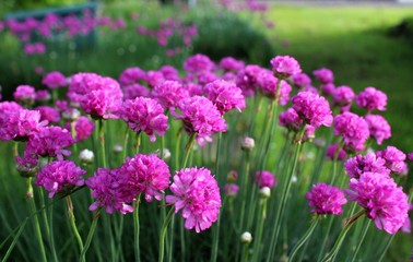 Armeria maritima, sea thrift, pink flowers bloom in the morning sunlight