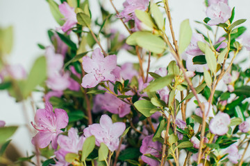 Field purple flowers bouquet