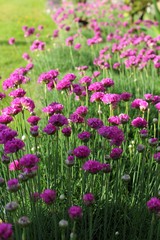 Fototapeta premium Armeria maritima, sea thrift, pink flowers bloom in the morning sunlight