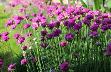 Armeria maritima, sea thrift, pink flowers bloom in the morning sunlight