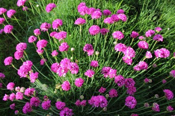 Armeria maritima, sea thrift, pink flowers bloom in the morning sunlight