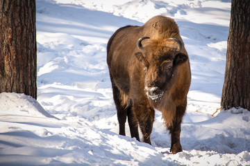 An adult bison is standing and looking in the middle of the path trodden in the snow. © Александр Будов