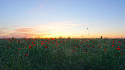 Fototapeta na wymiar Poppy fields at sunset. Red flowers with green stems, huge fields. Bright sun rays. Closer to sunset. Large flower buds. Blue sky and white clouds. See the mountains and the Church.