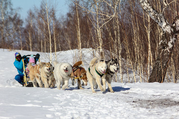Husky sled dog team rides on the trampled snow.