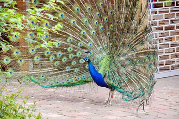Obraz premium Peacock Pavo Cristatus with Outstretched Wings Walking