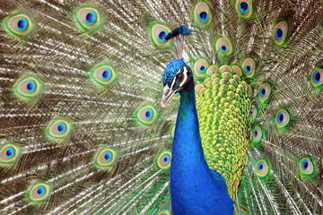 Peacock Beauty Pavo Cristatus with Outstretched Wings Portrait