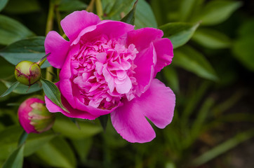 Peony flower. Peony is a flowering plant in the genus Paeonia