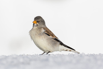 isolated snowfinch bird (montifringilla nivalis), snow, sunshine