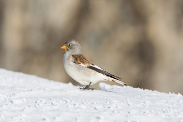snowfinch bird (montifringilla nivalis) in snow in sunshine