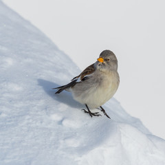 isolated snowfinch bird (montifringilla nivalis) in snow