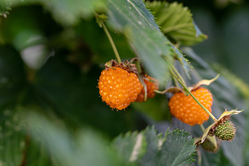 Rubus trifidus fruit, yellow raspberry on the branch