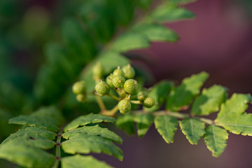 Young fruit of japanese pepper, on the branch, sansyo