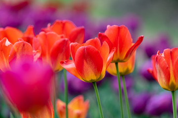 Red tulips flower, in full bloom