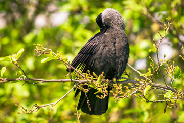 The Jackdaw cleaning