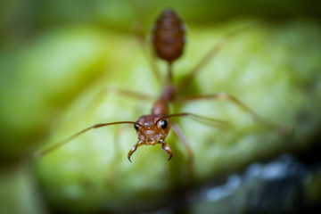 Ants on green leaves in the background