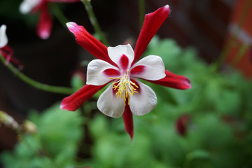 Blüte der Akelei rot weiß