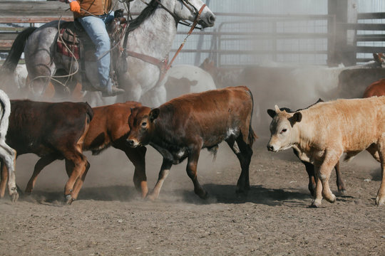 cowboys sort calves in pen