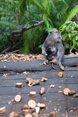 Balinese long tailed monkey