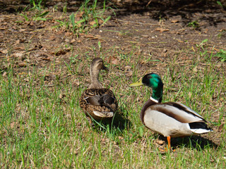 Two ducks walk in the city Park, Drake and duck.