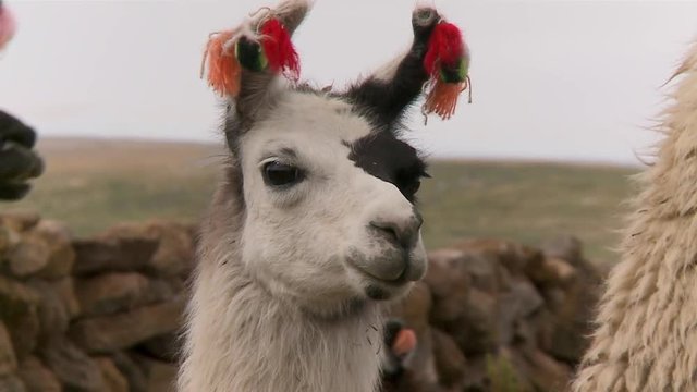 Close-up low-angle panning shot of a portrait of a  white-black faced lama standing and starring sideways at a grazing location in Altiplano, Bolivia, South America