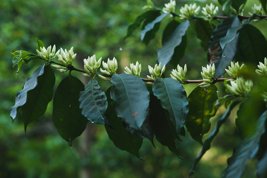 Coffee flower