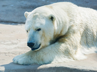 Fototapeta na wymiar Polar bear. Polar bear is a typical inhabitant of the Arctic. The polar bear is the largest member of the entire Carnivora.
