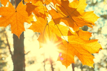 Bright yellow maple leaves close-up in autumn forest against backlight of sun