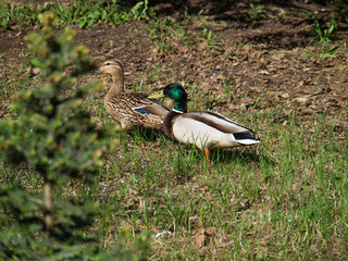 Two ducks walk in the city Park, Drake and duck.