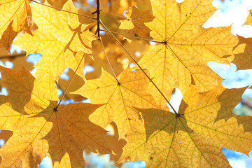 Naklejka na ściany i meble Bright yellow maple leaves close-up in autumn forest against backlight of sun