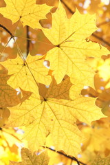 Naklejka na ściany i meble Bright yellow maple leaves close-up in autumn forest against backlight of sun